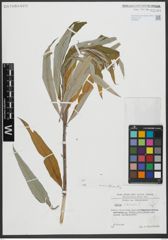 Foto von Salix viminalis L.